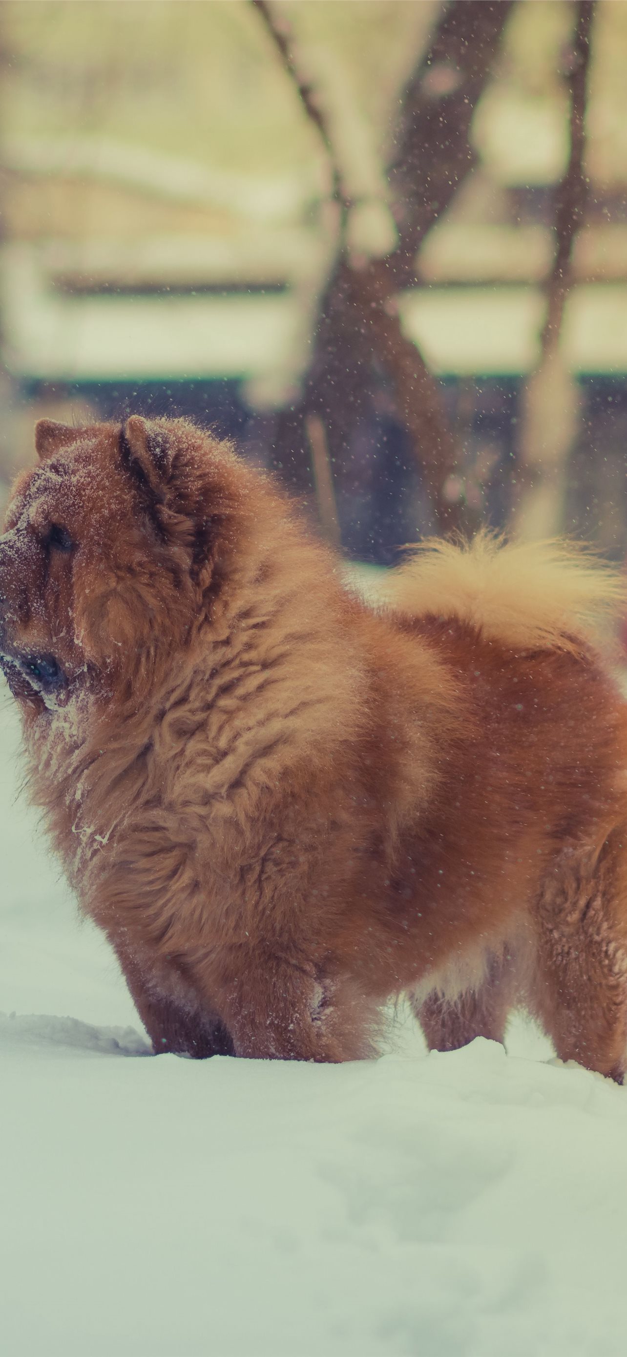 Chow Chow Wallpapers