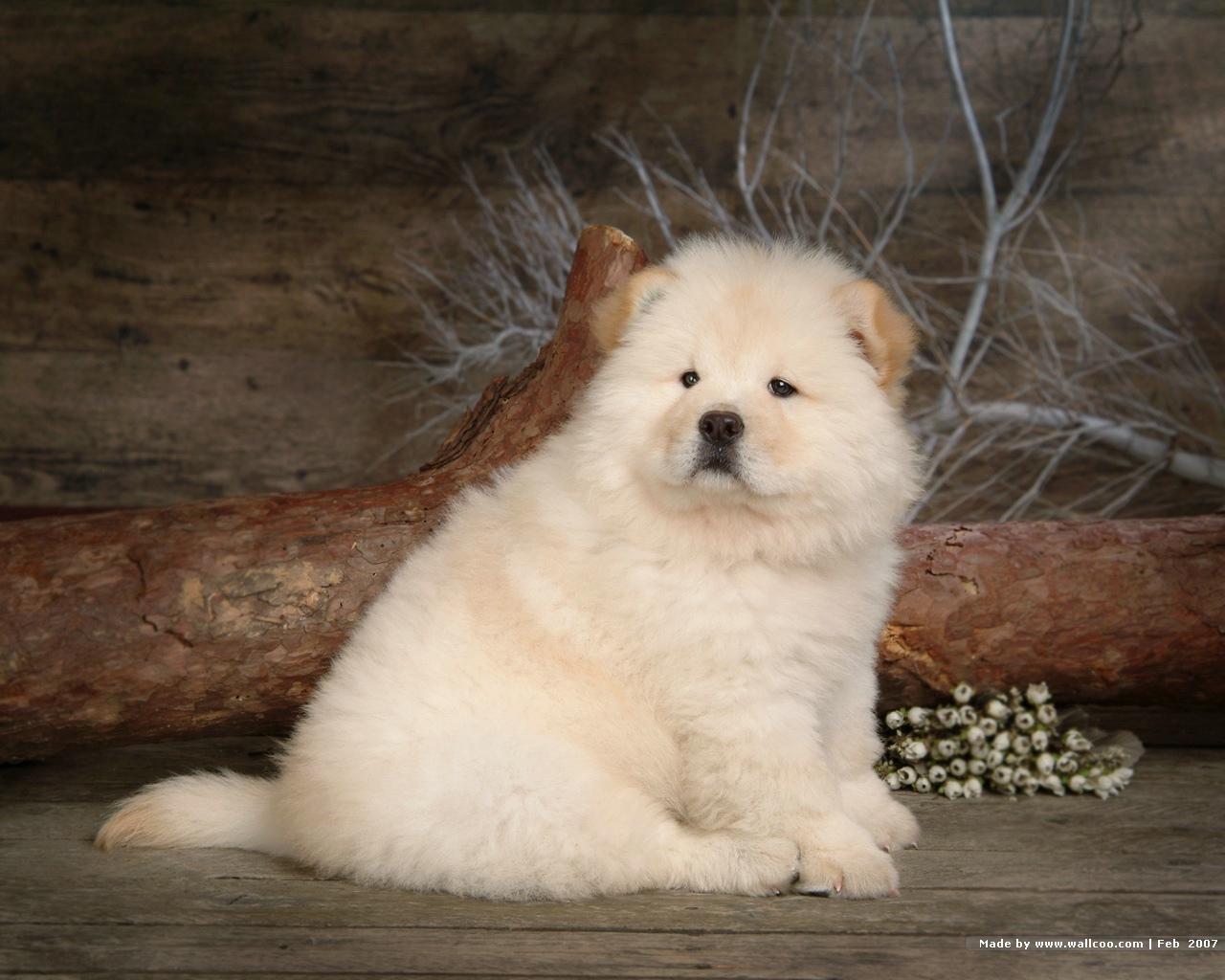 Chow Chow Wallpapers