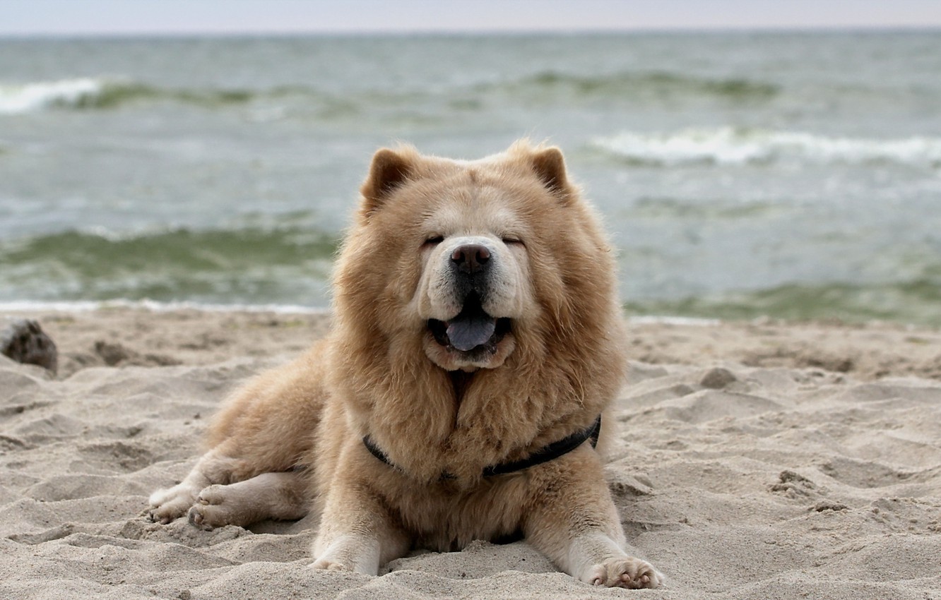 Chow Chow Wallpapers