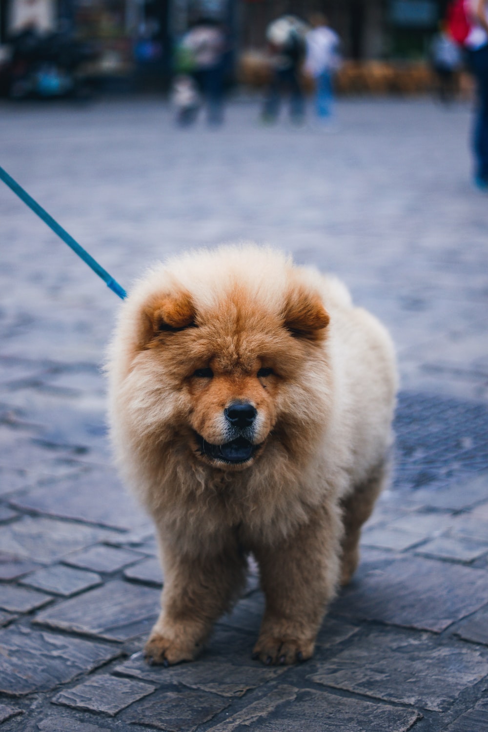 Chow Chow Wallpapers