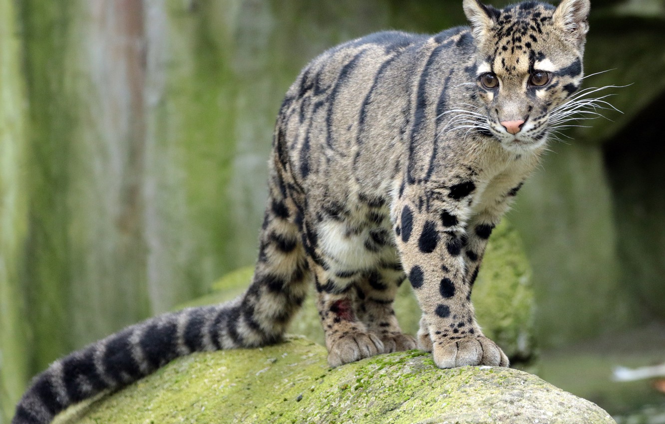 Clouded Leopard Wallpapers