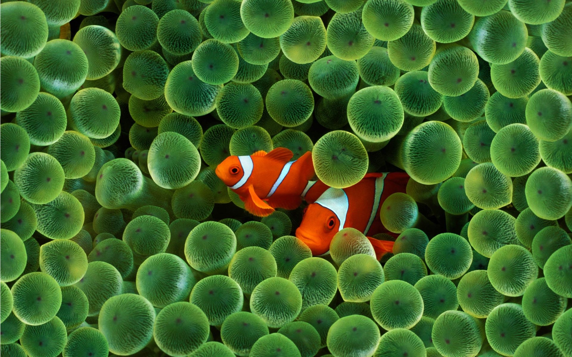 Clownfish Wallpapers