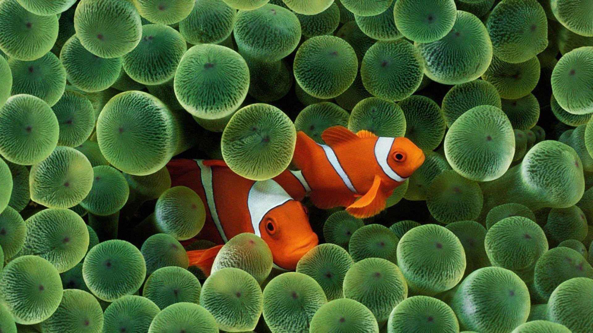 Clownfish Wallpapers