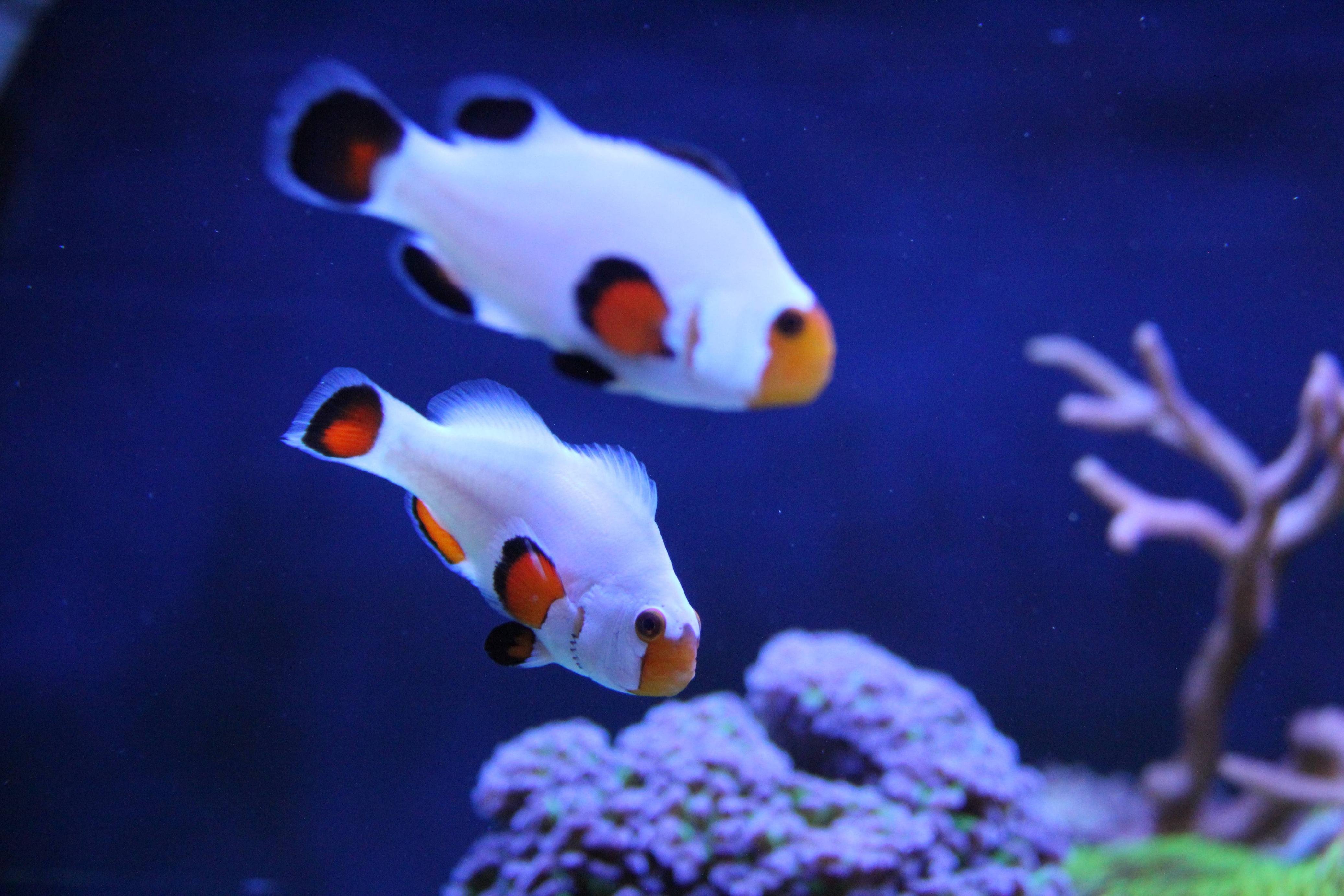 Clownfish Wallpapers