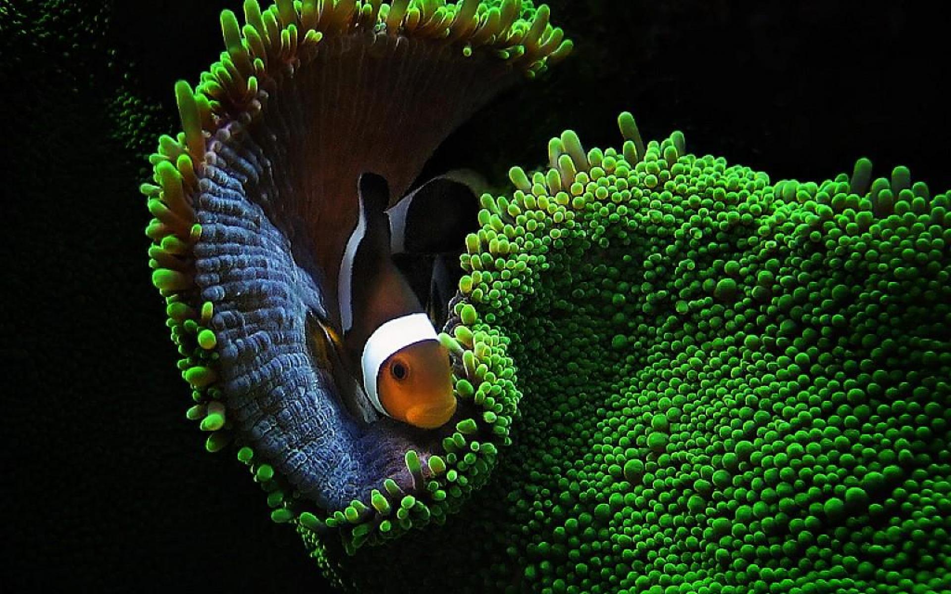 Clownfish Wallpapers