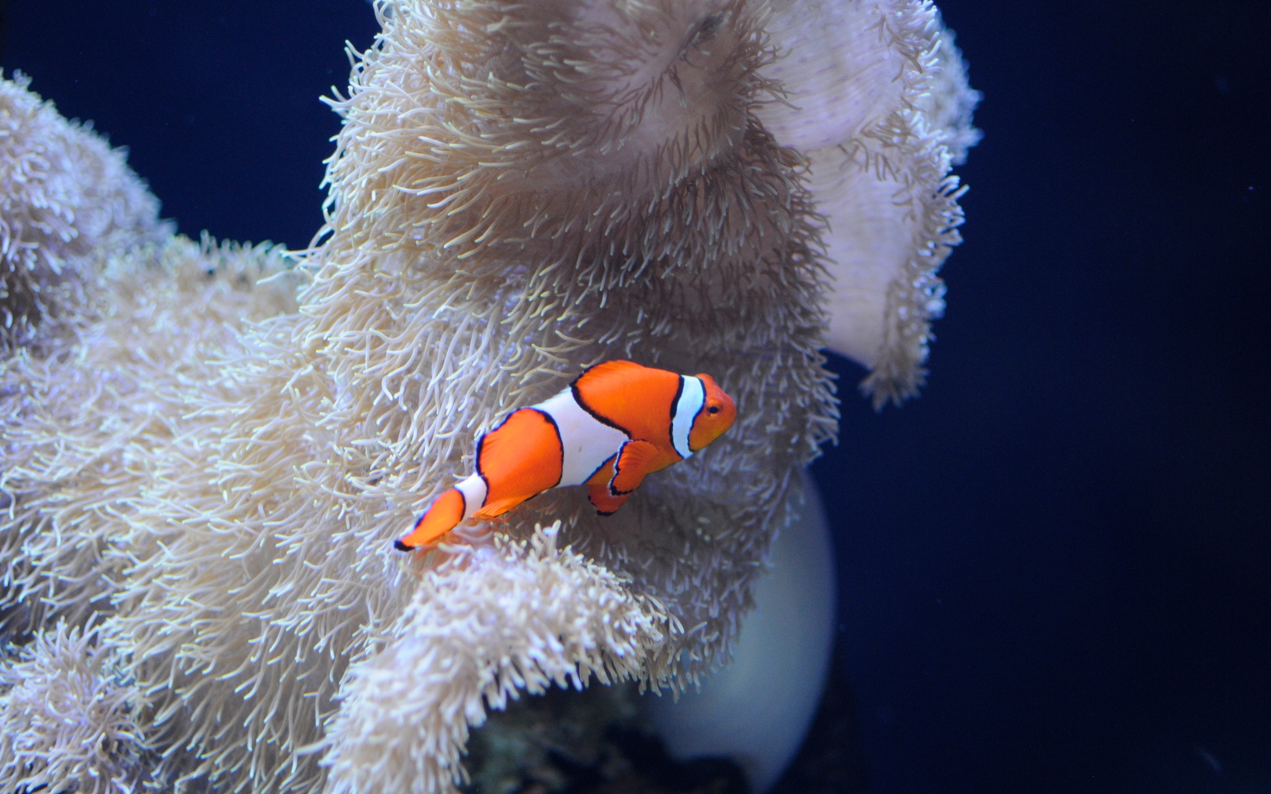 Clownfish Wallpapers