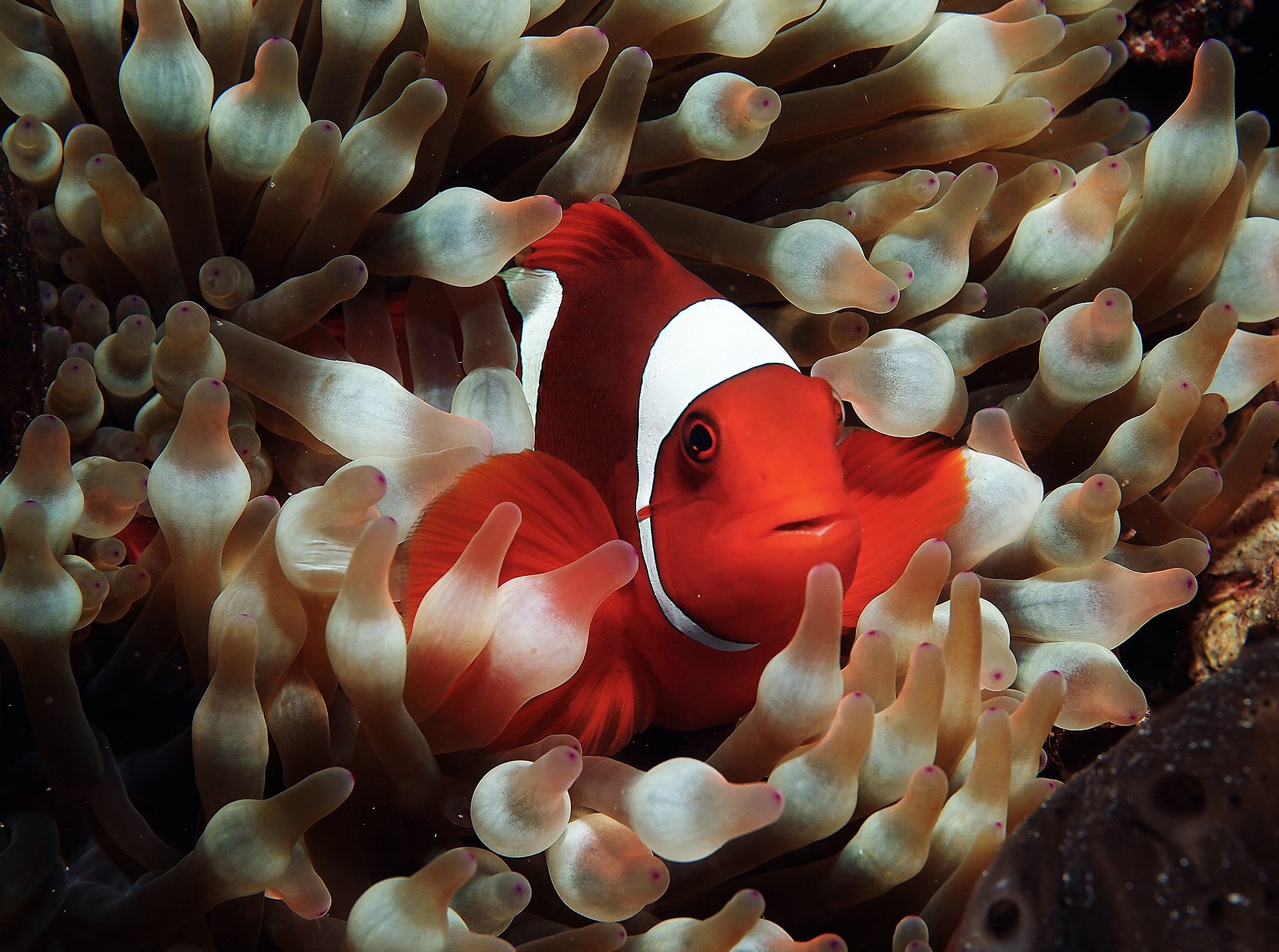 Clownfish Wallpapers