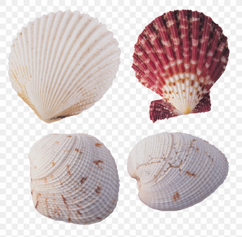 Cockle Wallpapers