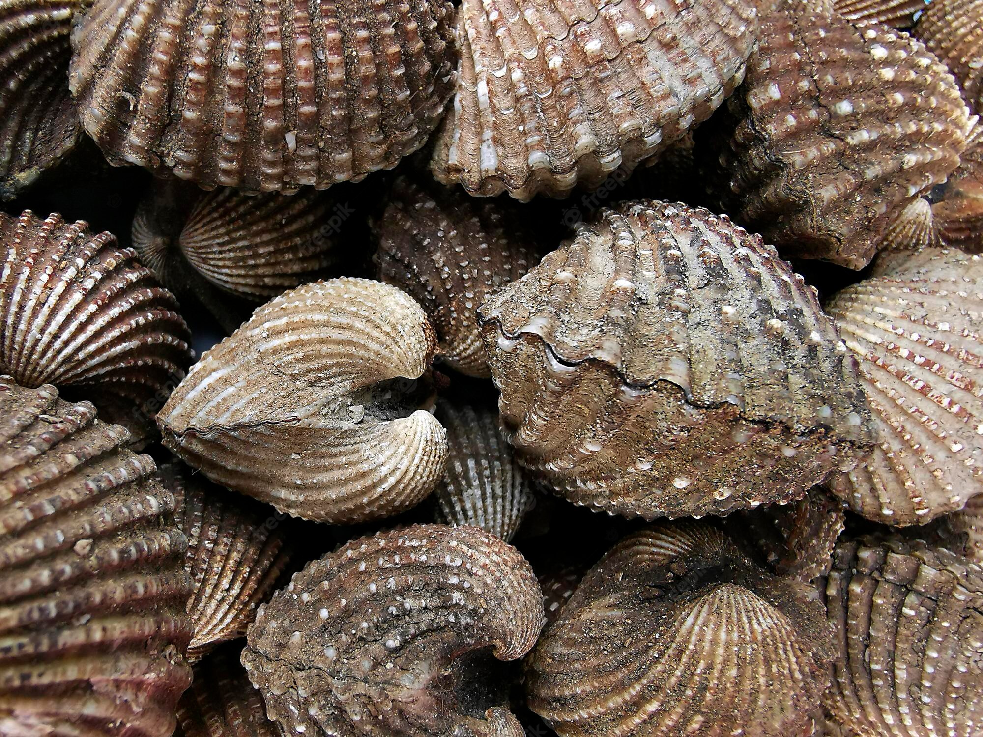 Cockle Wallpapers