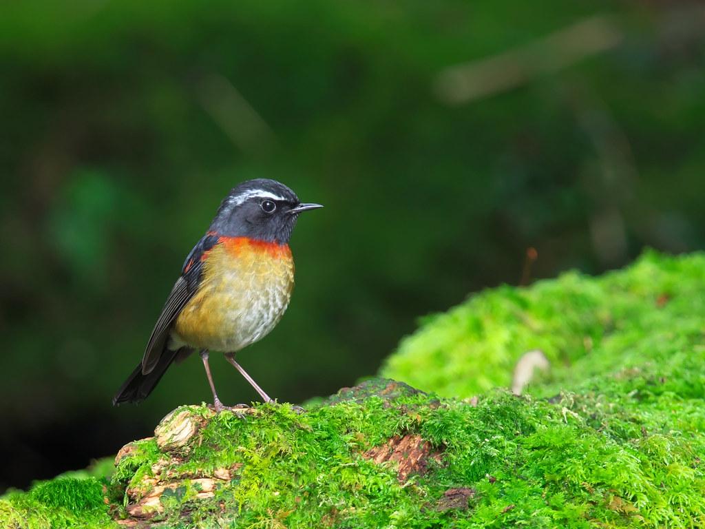 Collared Bush Robin Wallpapers