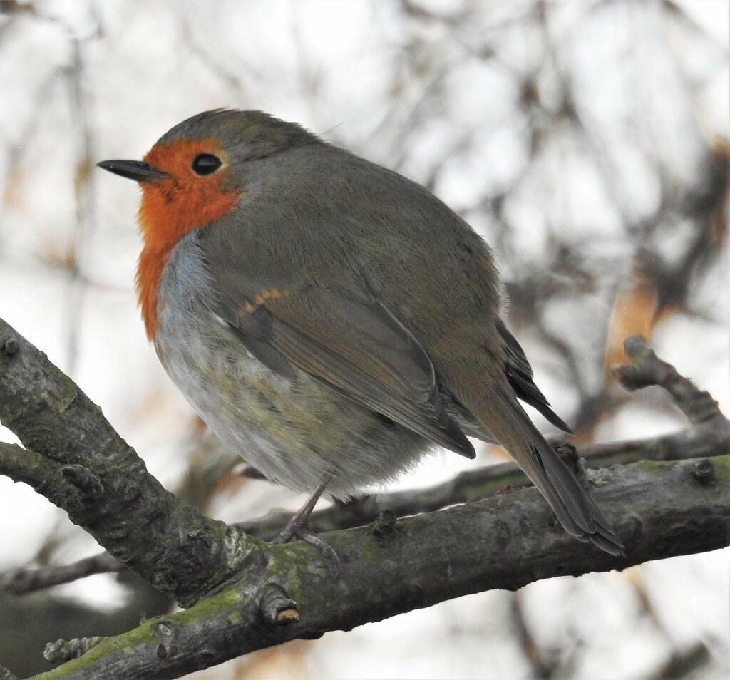 Collared Bush Robin Wallpapers