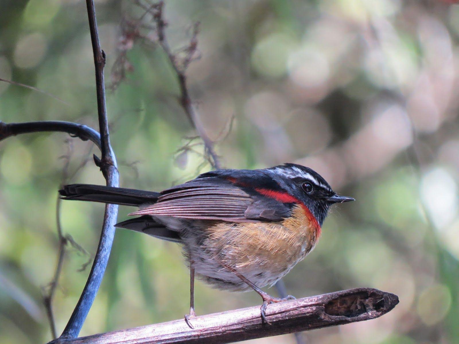 Collared Bush Robin Wallpapers