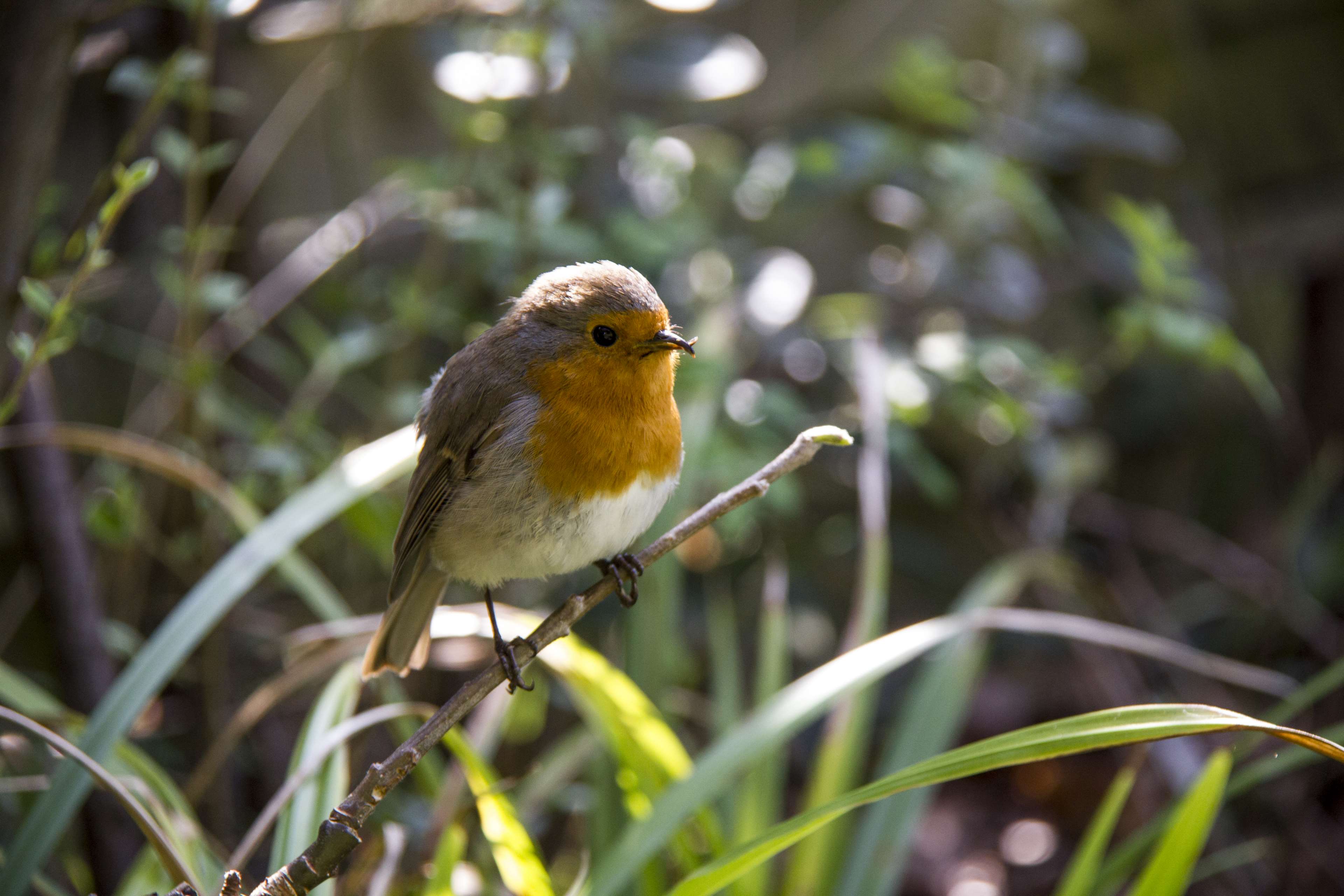 Collared Bush Robin Wallpapers