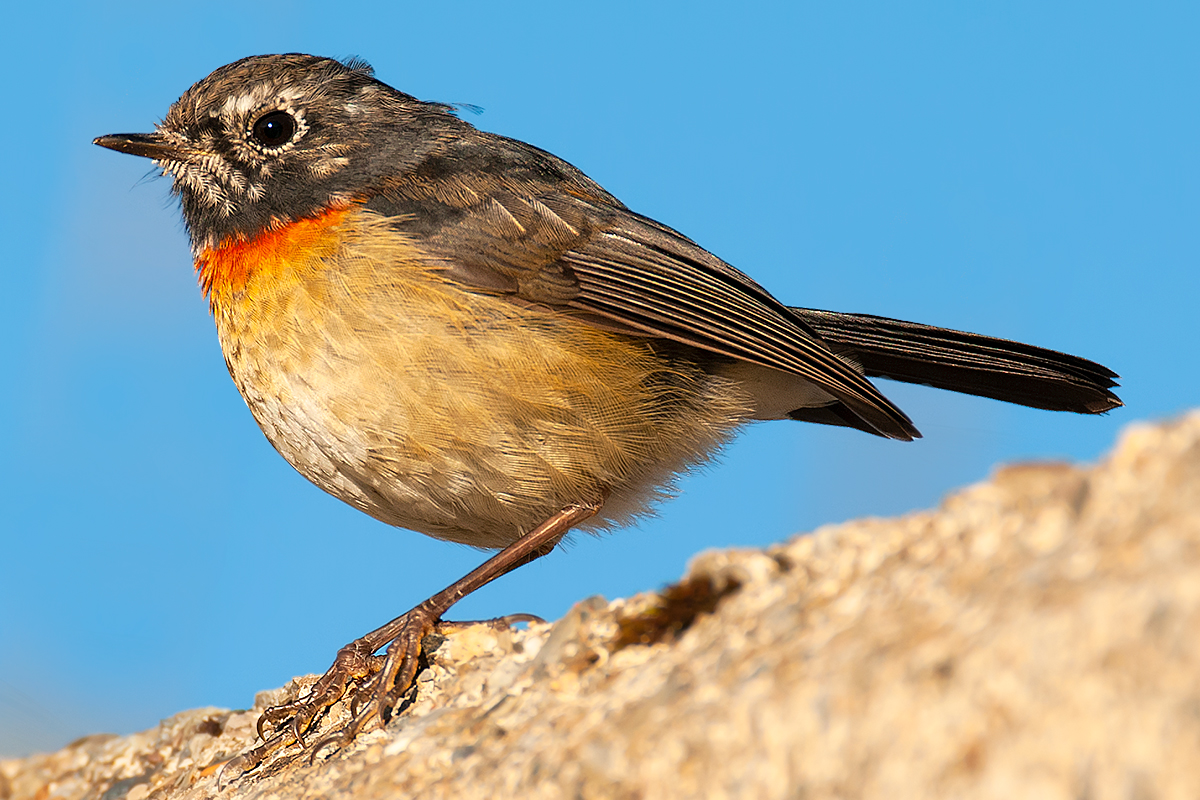 Collared Bush Robin Wallpapers