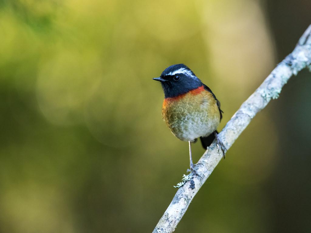 Collared Bush Robin Wallpapers