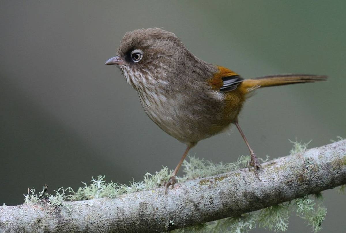 Collared Bush Robin Wallpapers