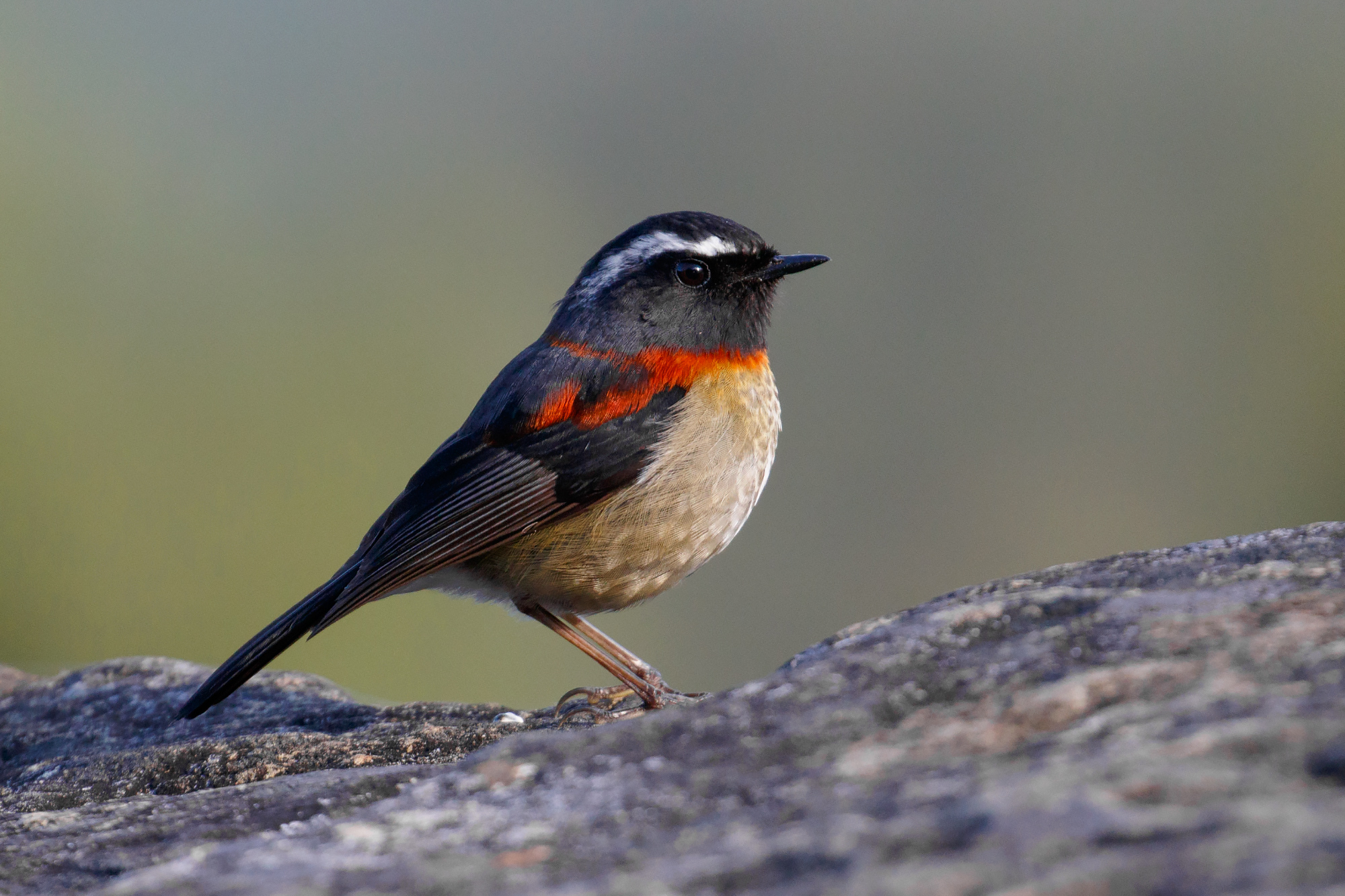 Collared Bush Robin Wallpapers