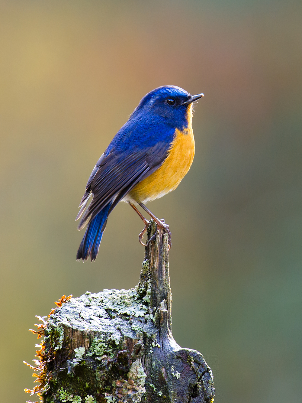 Collared Bush Robin Wallpapers