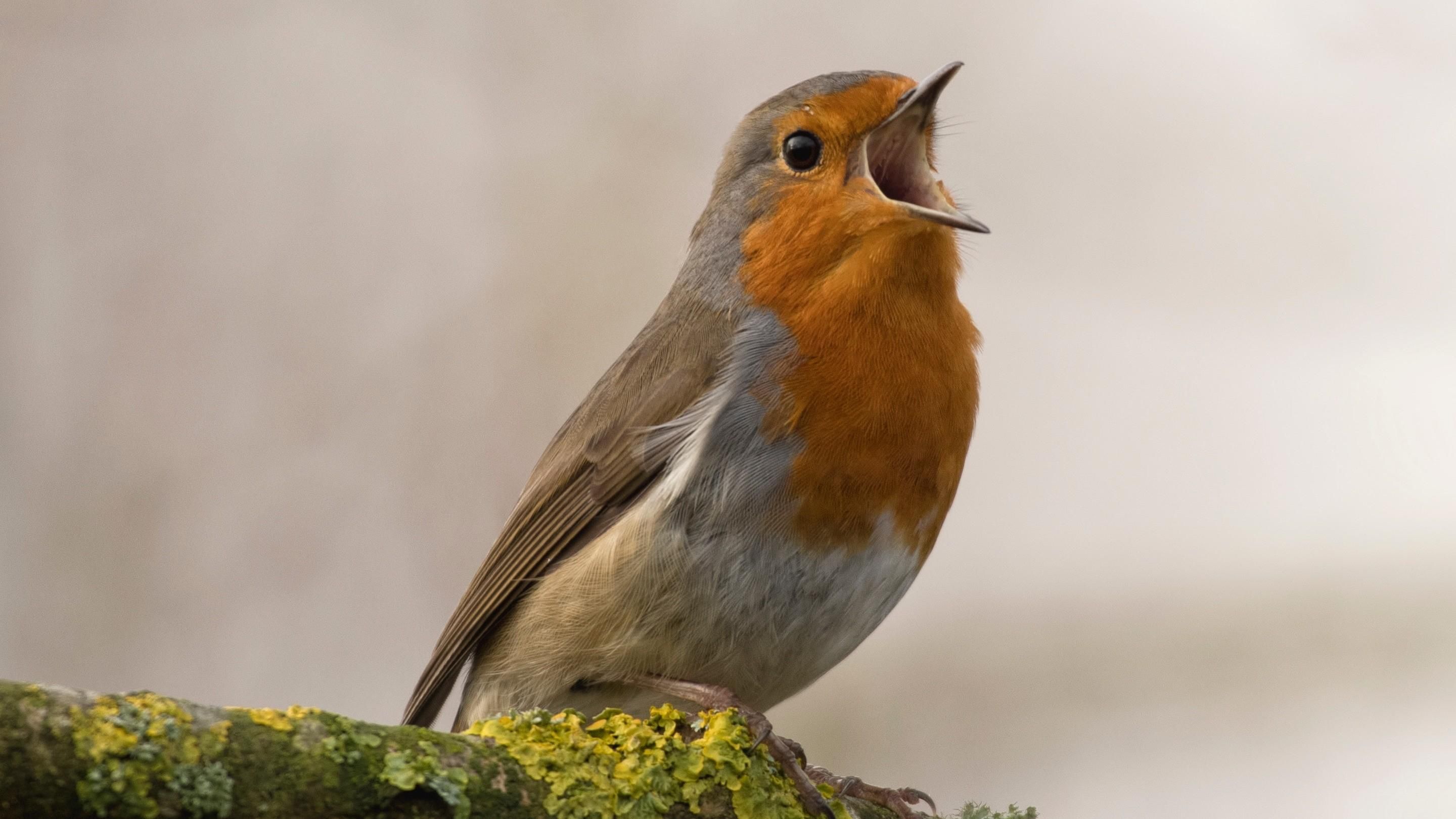 Collared Bush Robin Wallpapers