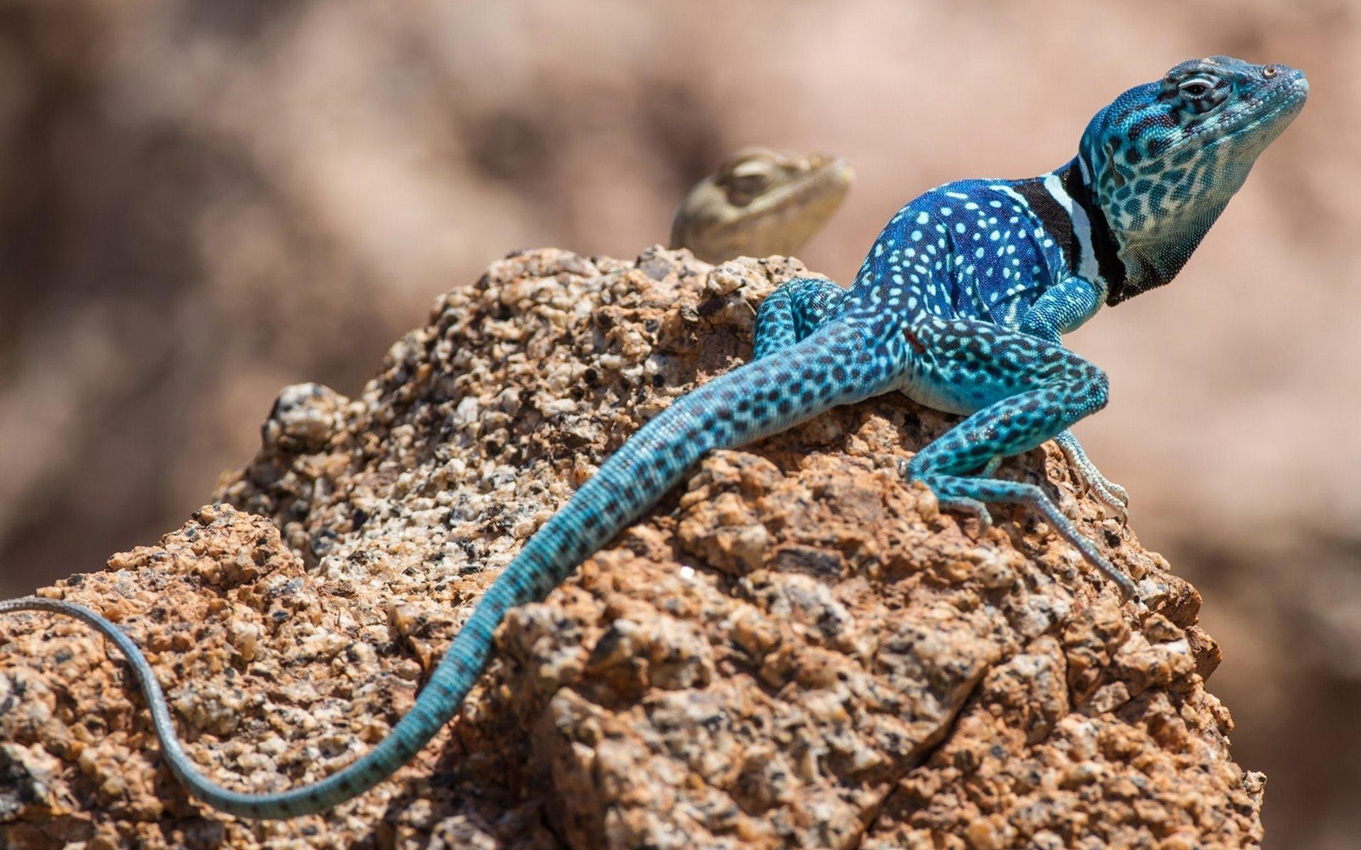 Collared Lizard Wallpapers