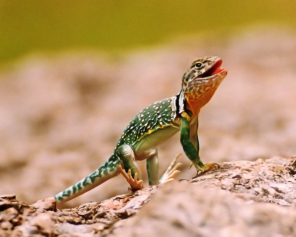 Collared Lizard Wallpapers