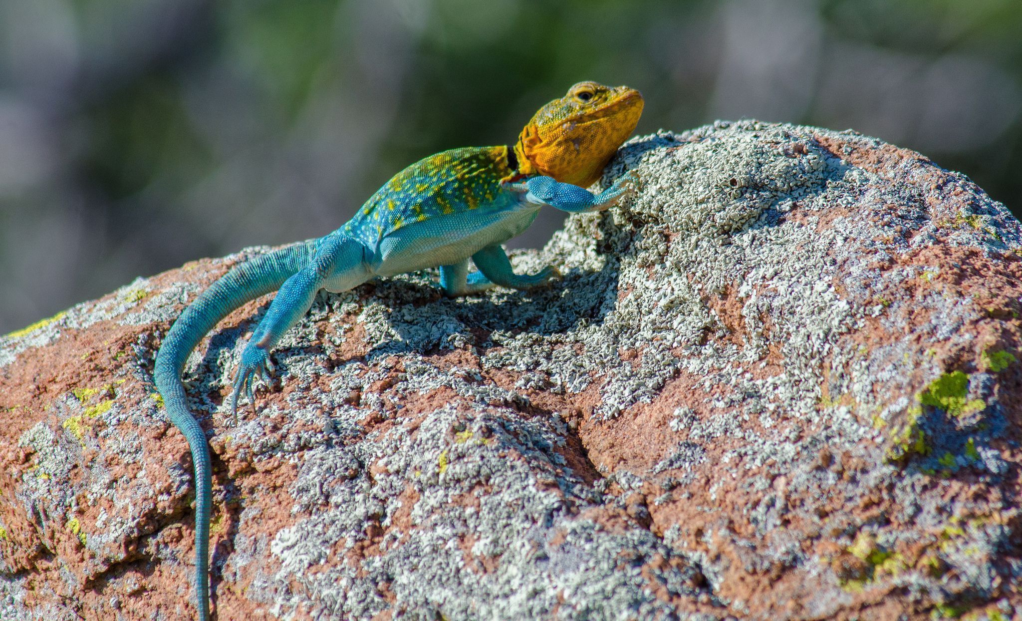 Collared Lizard Wallpapers