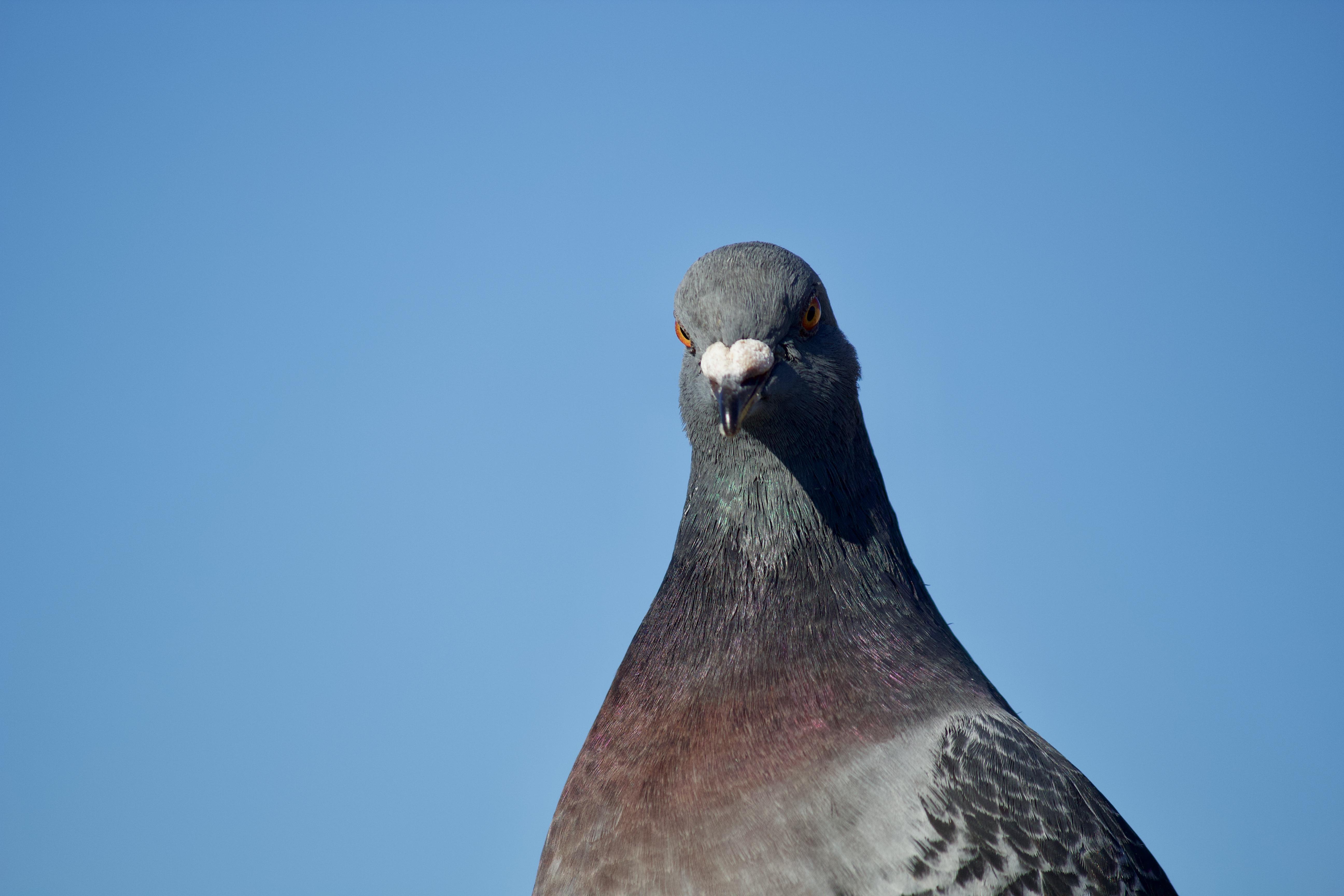 Columbidae Wallpapers