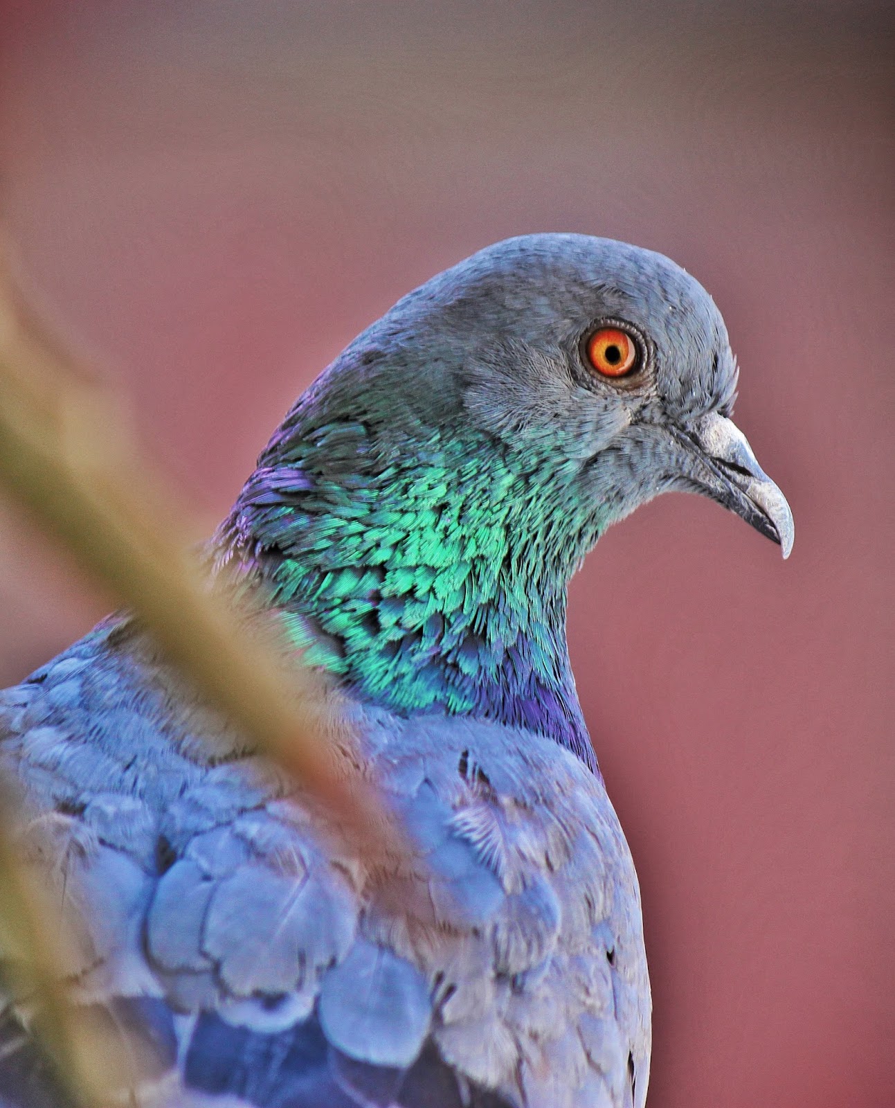 Columbidae Wallpapers