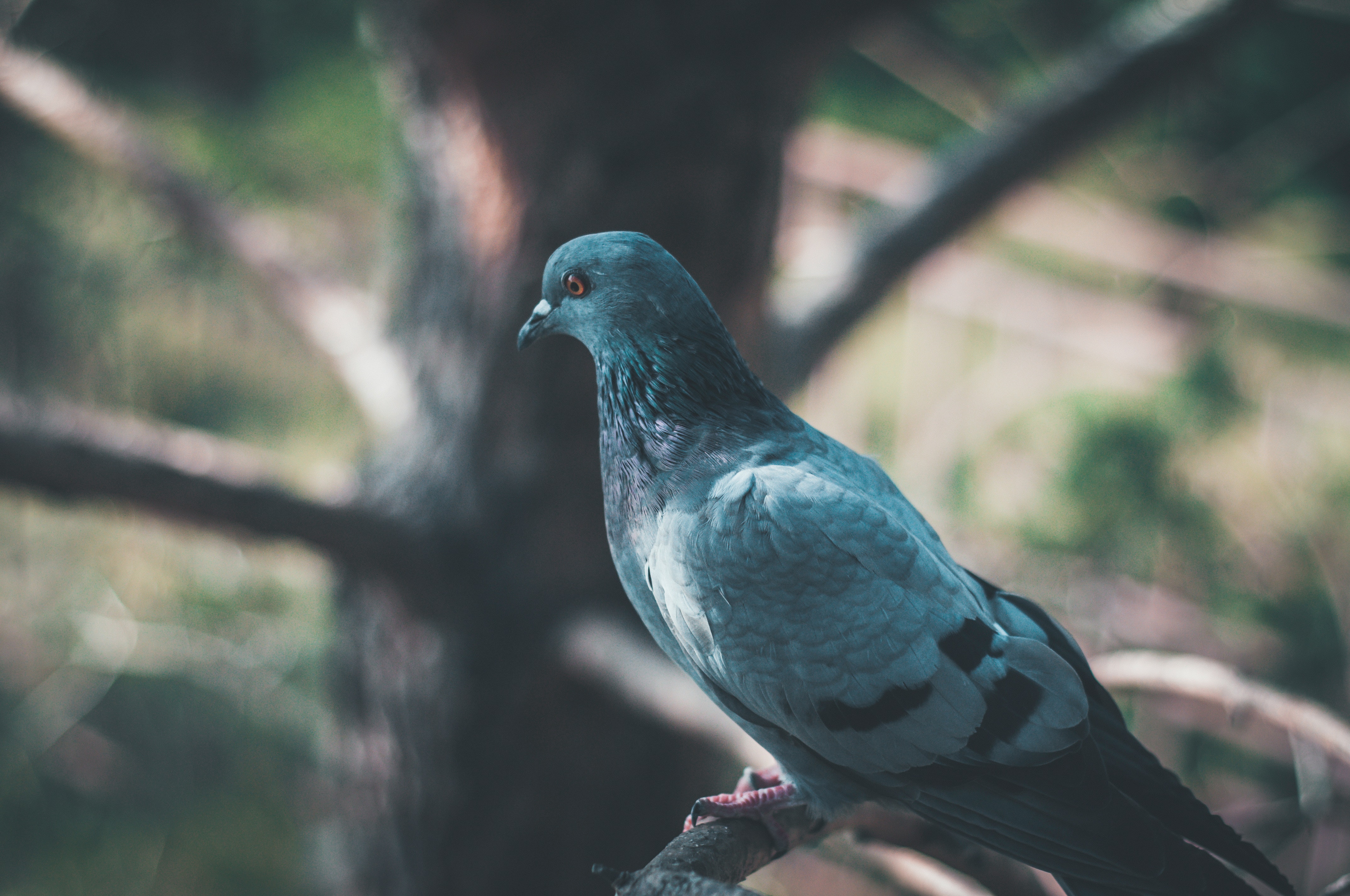 Columbidae Wallpapers