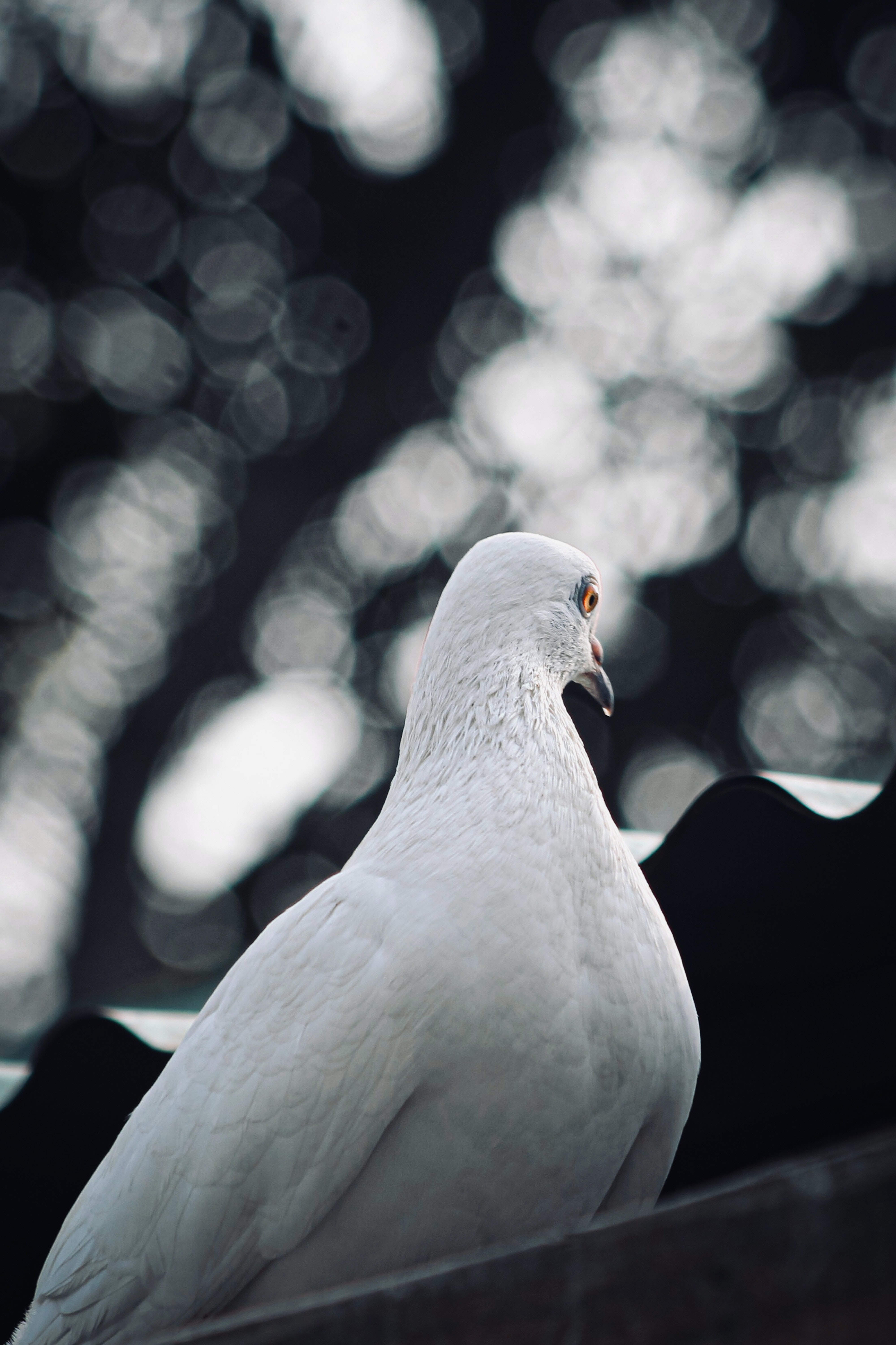 Columbidae Wallpapers