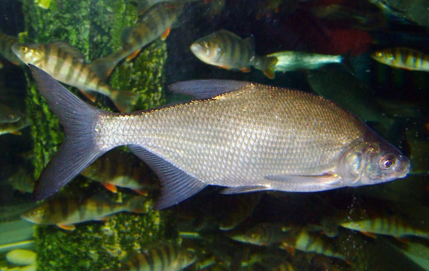 Common Bream Wallpapers