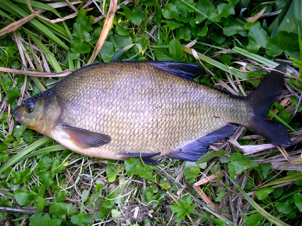 Common Bream Wallpapers