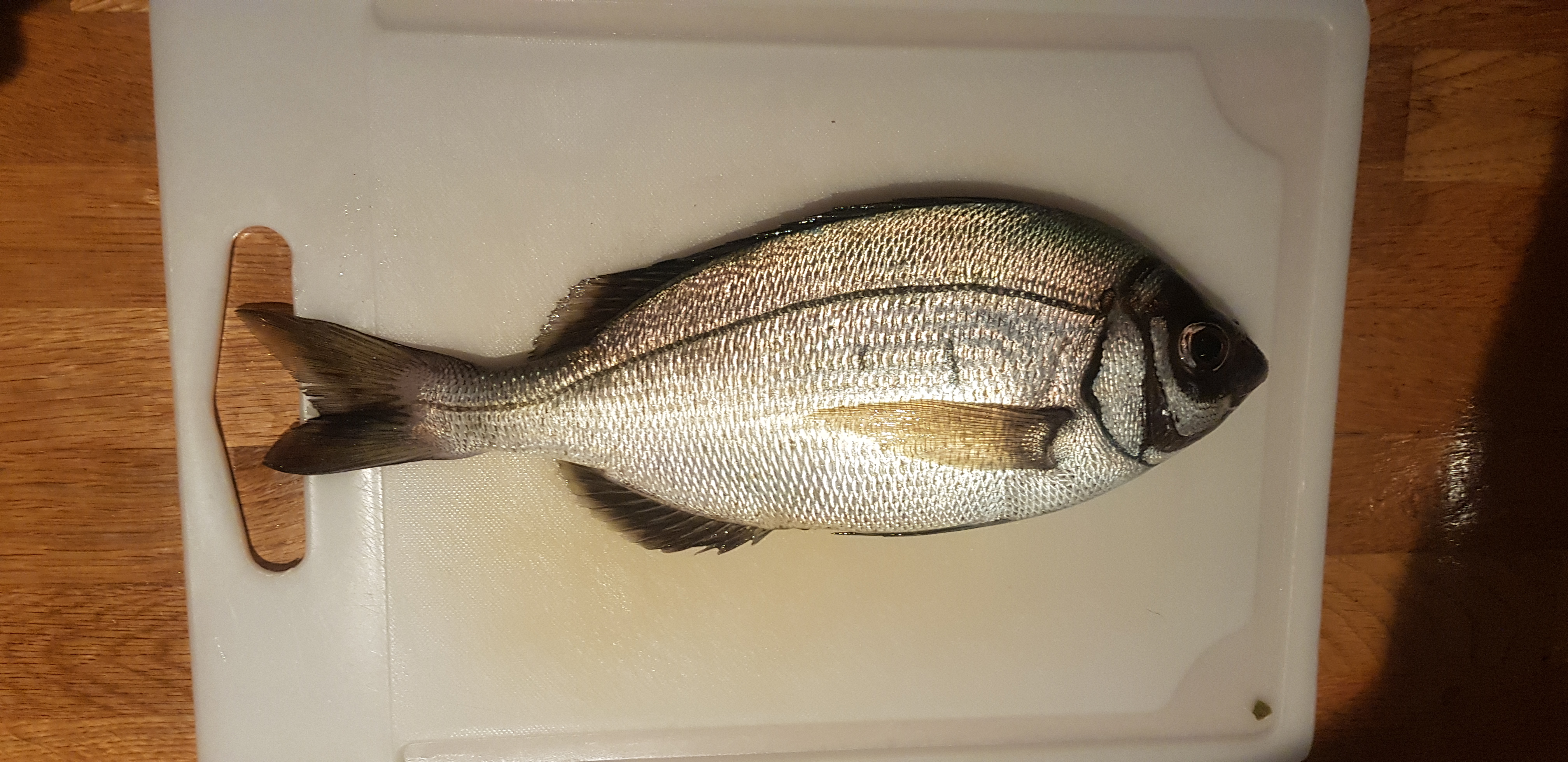 Common Bream Wallpapers