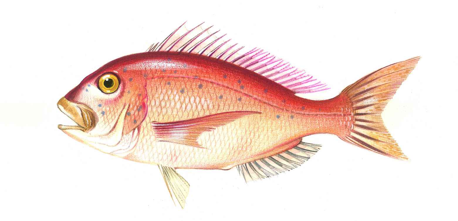 Common Bream Wallpapers