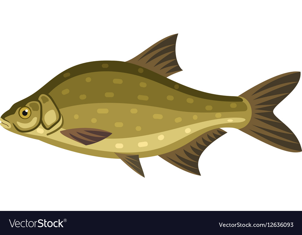 Common Bream Wallpapers