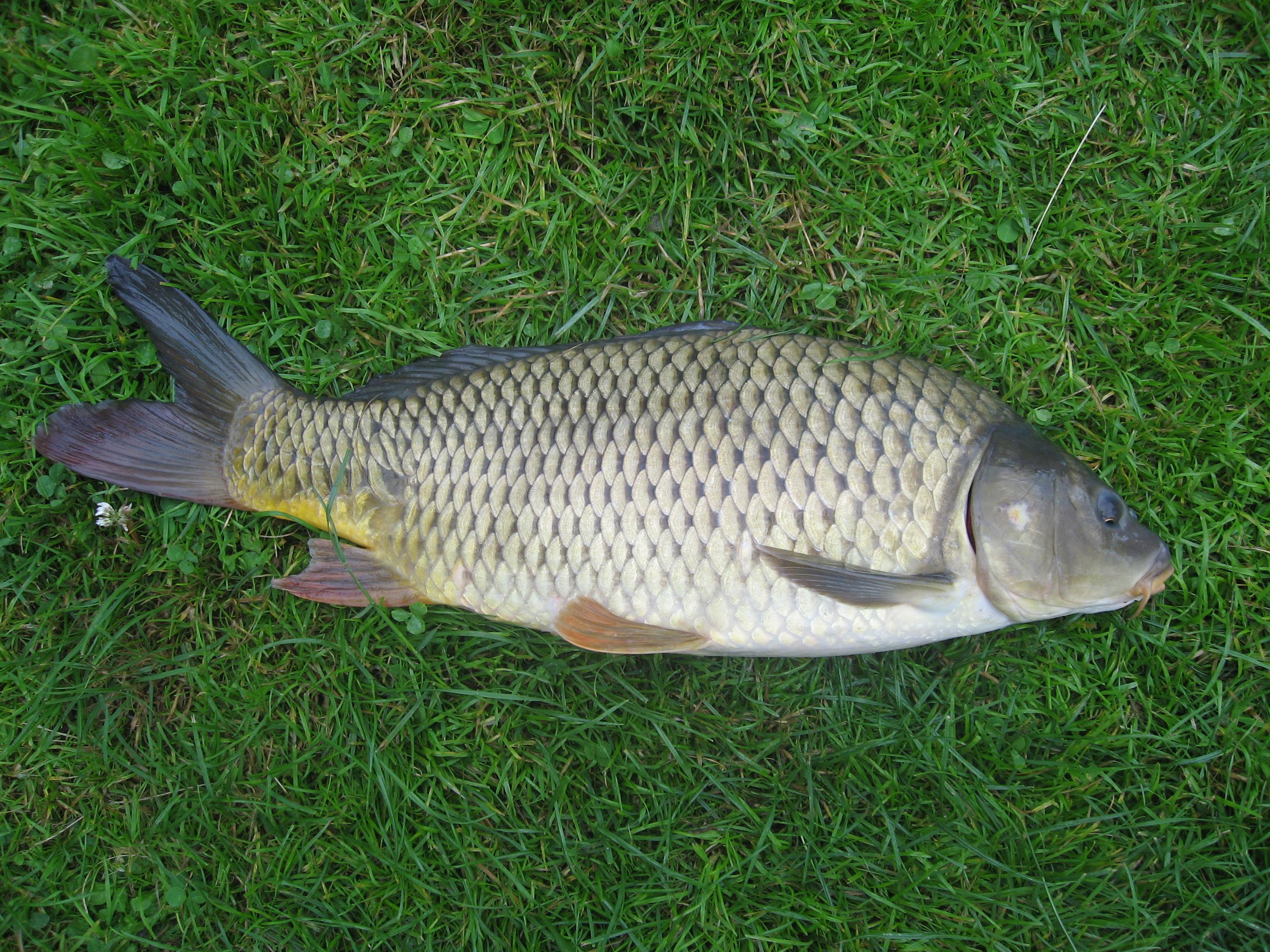 Common Carp Wallpapers