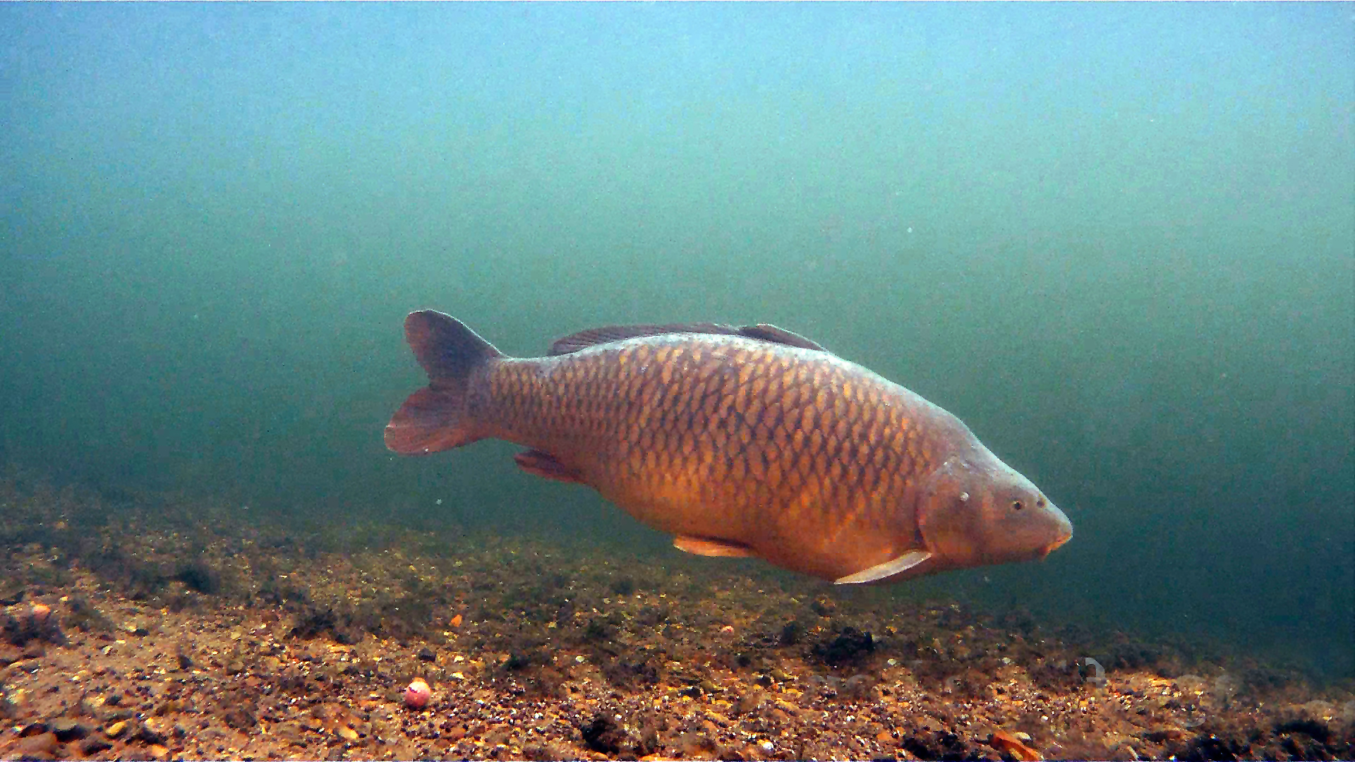 Common Carp Wallpapers