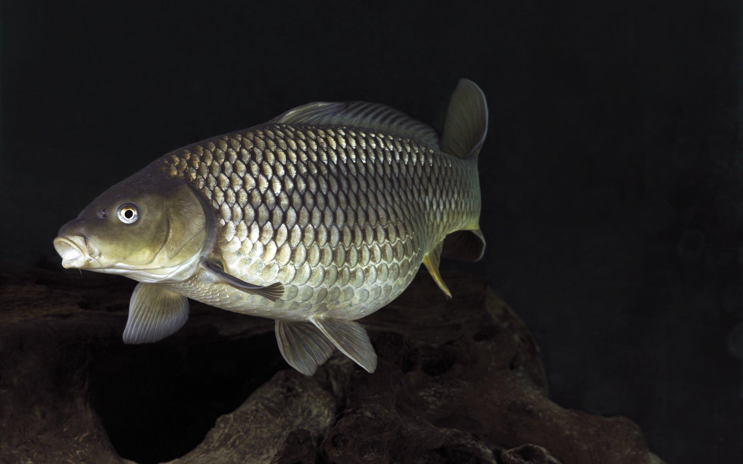 Common Carp Wallpapers