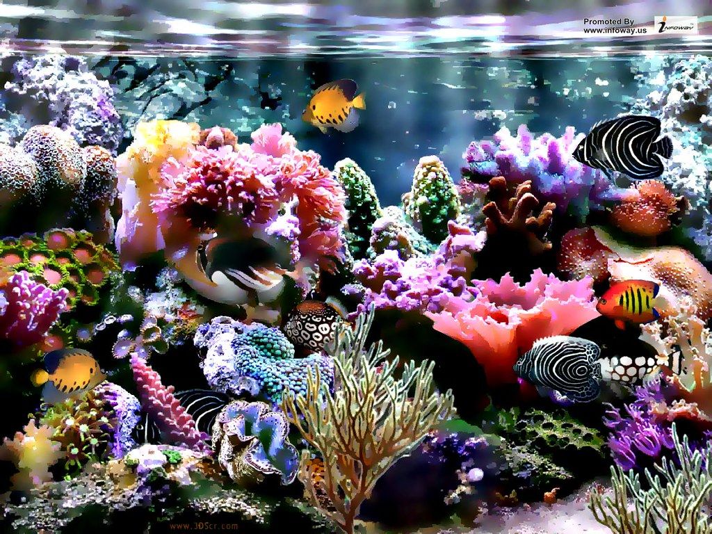 Coral Wallpapers