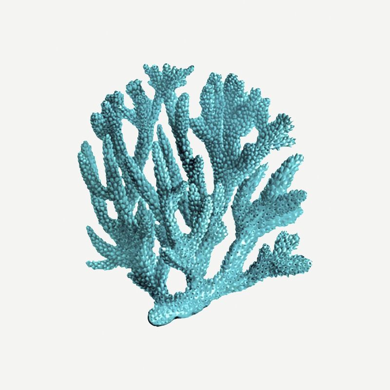 Coral Wallpapers