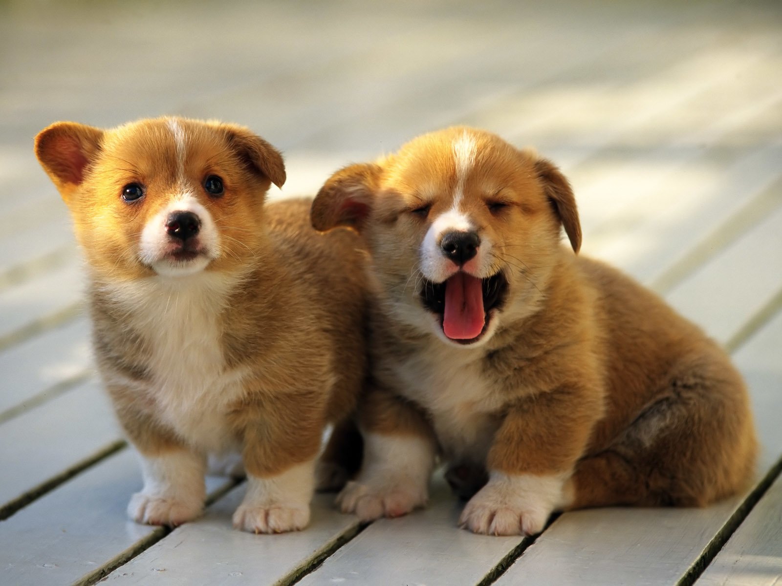 Corgi Wallpapers