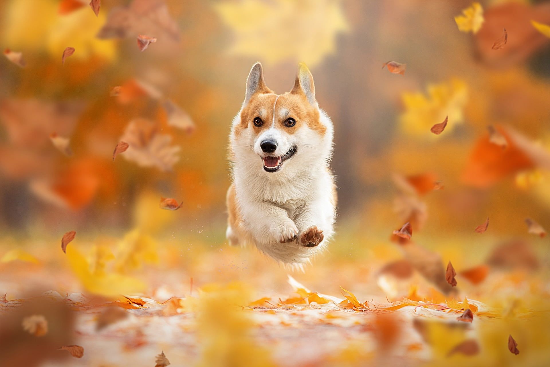 Corgi Wallpapers