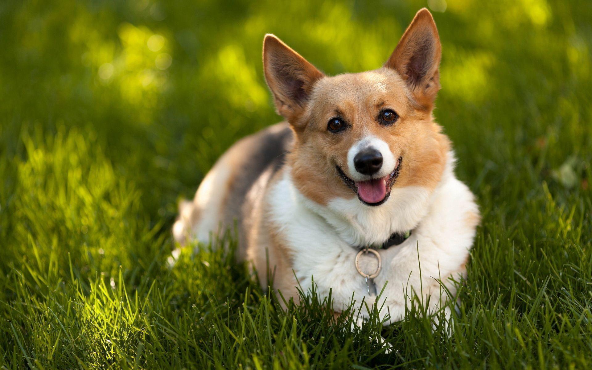 Corgi Wallpapers