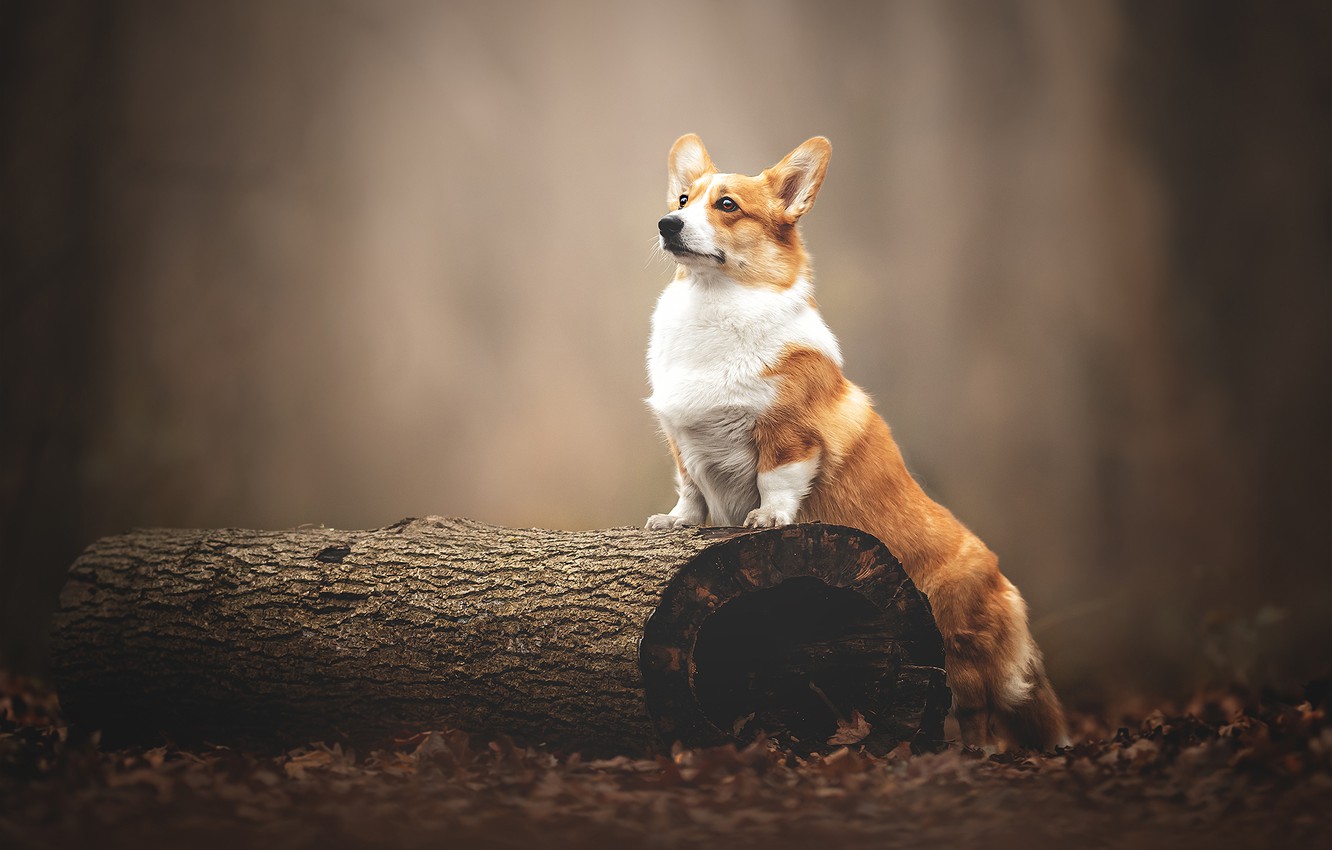 Corgi Wallpapers