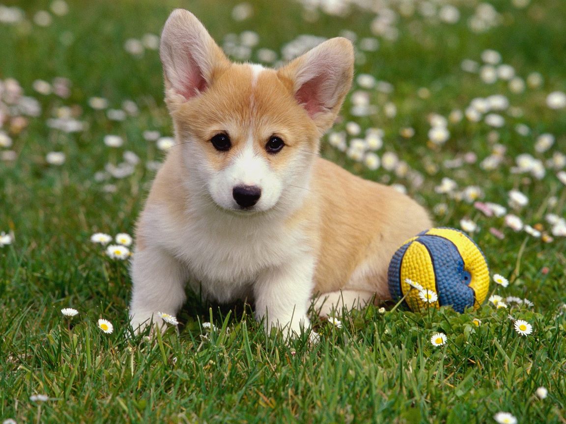 Corgi Wallpapers