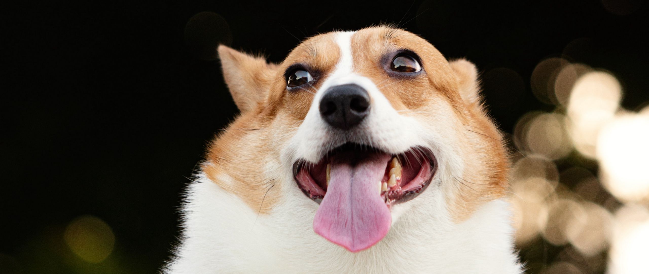 Corgi Wallpapers