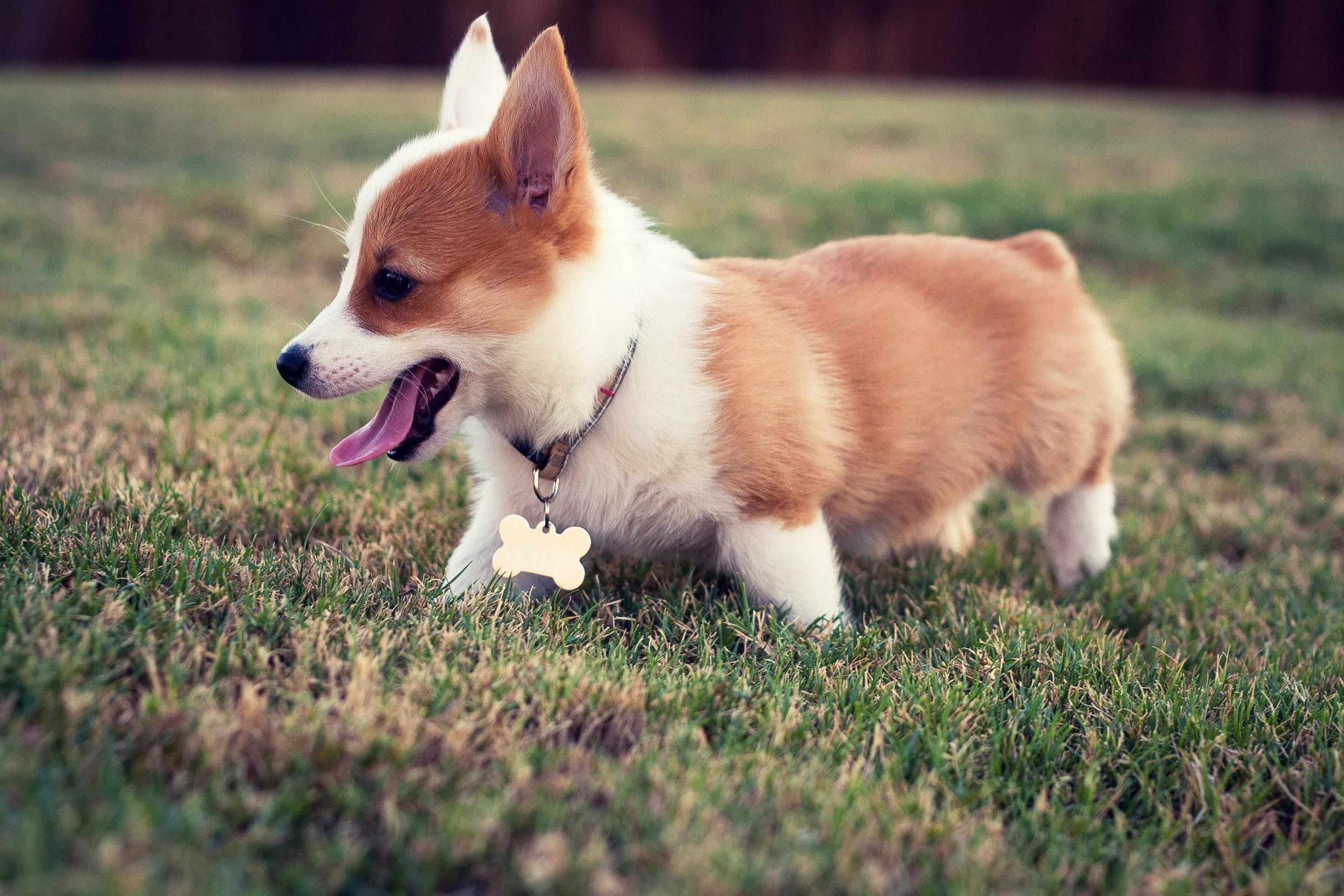 Corgi Wallpapers