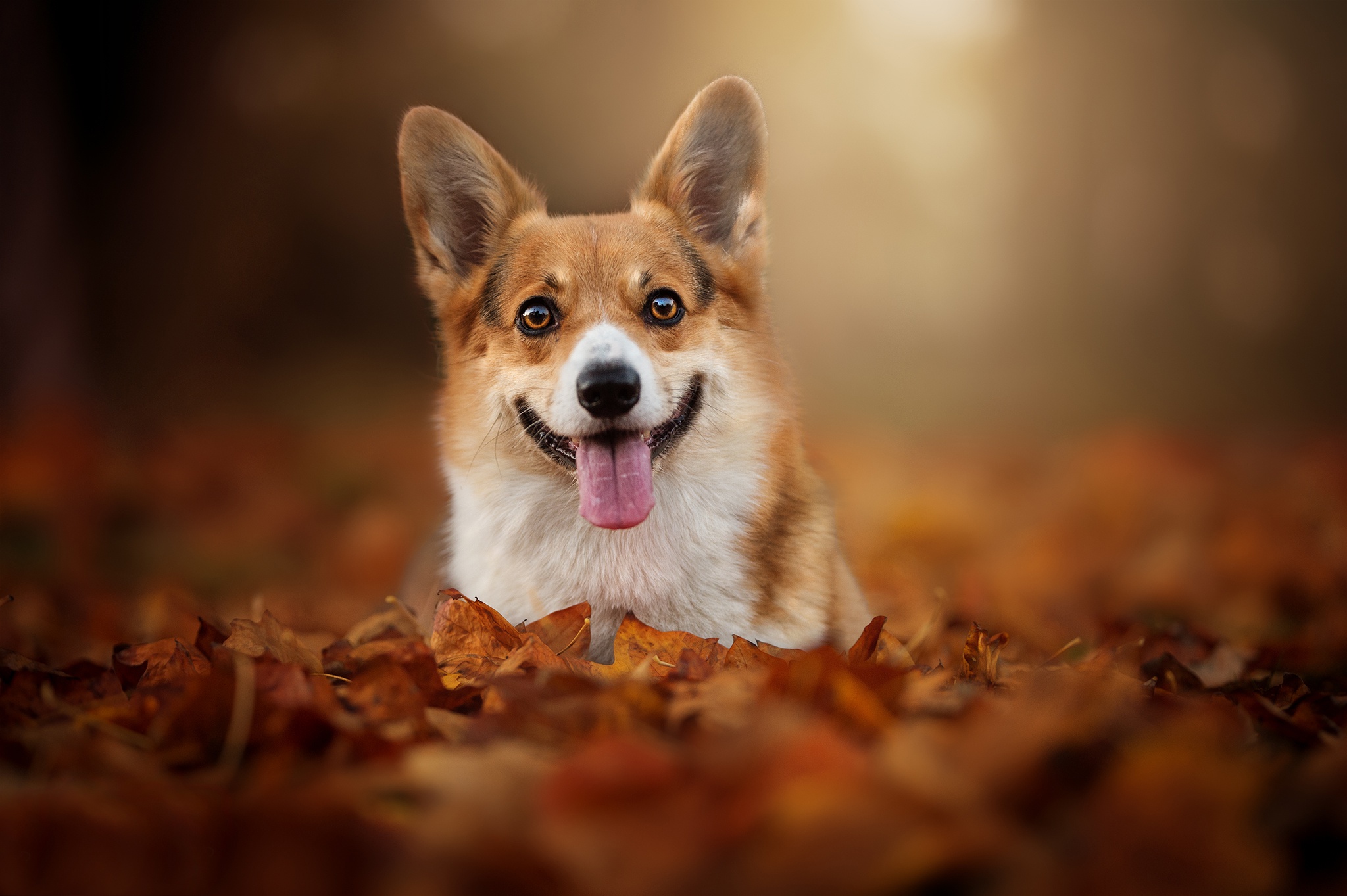 Corgi Wallpapers