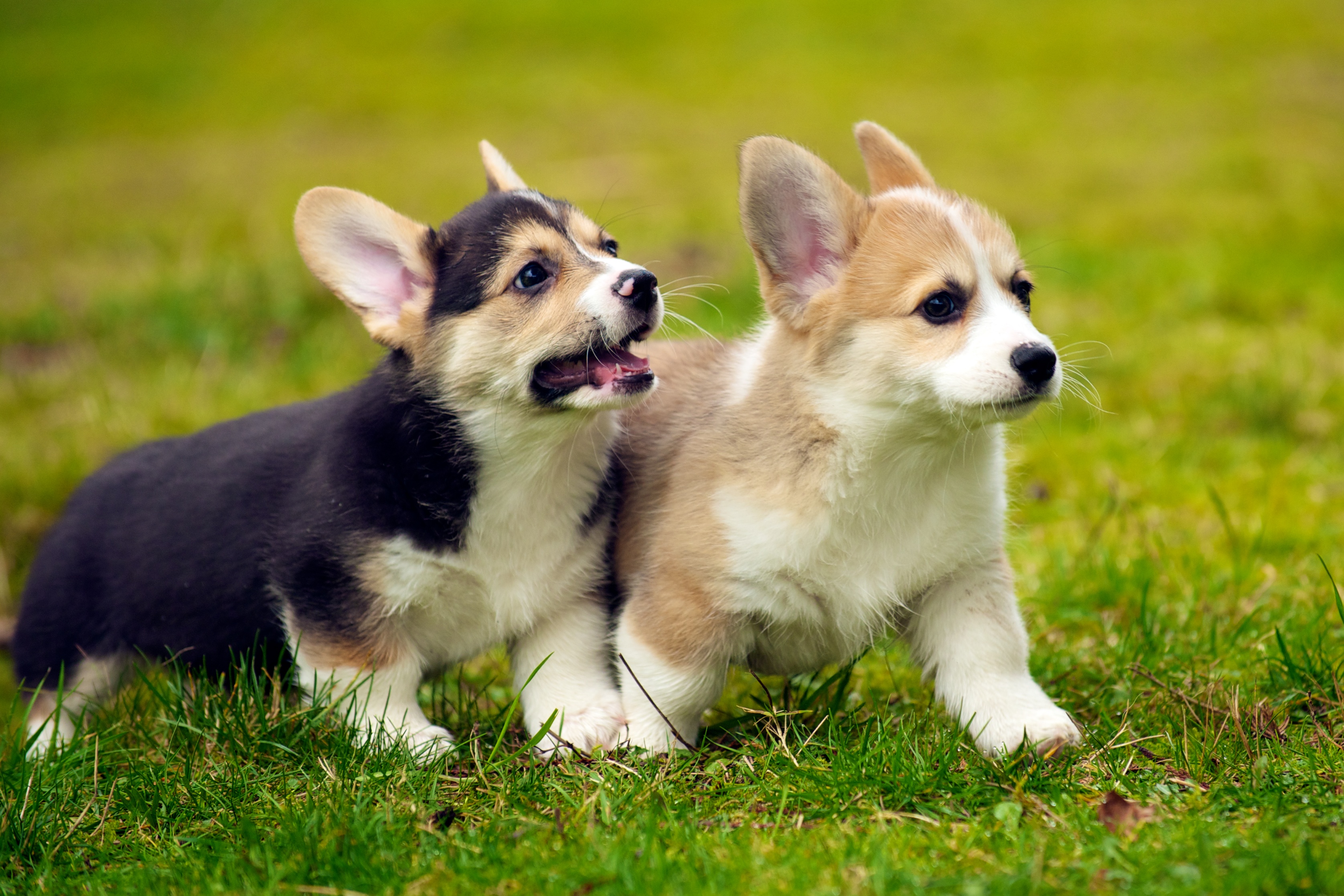 Corgi Wallpapers