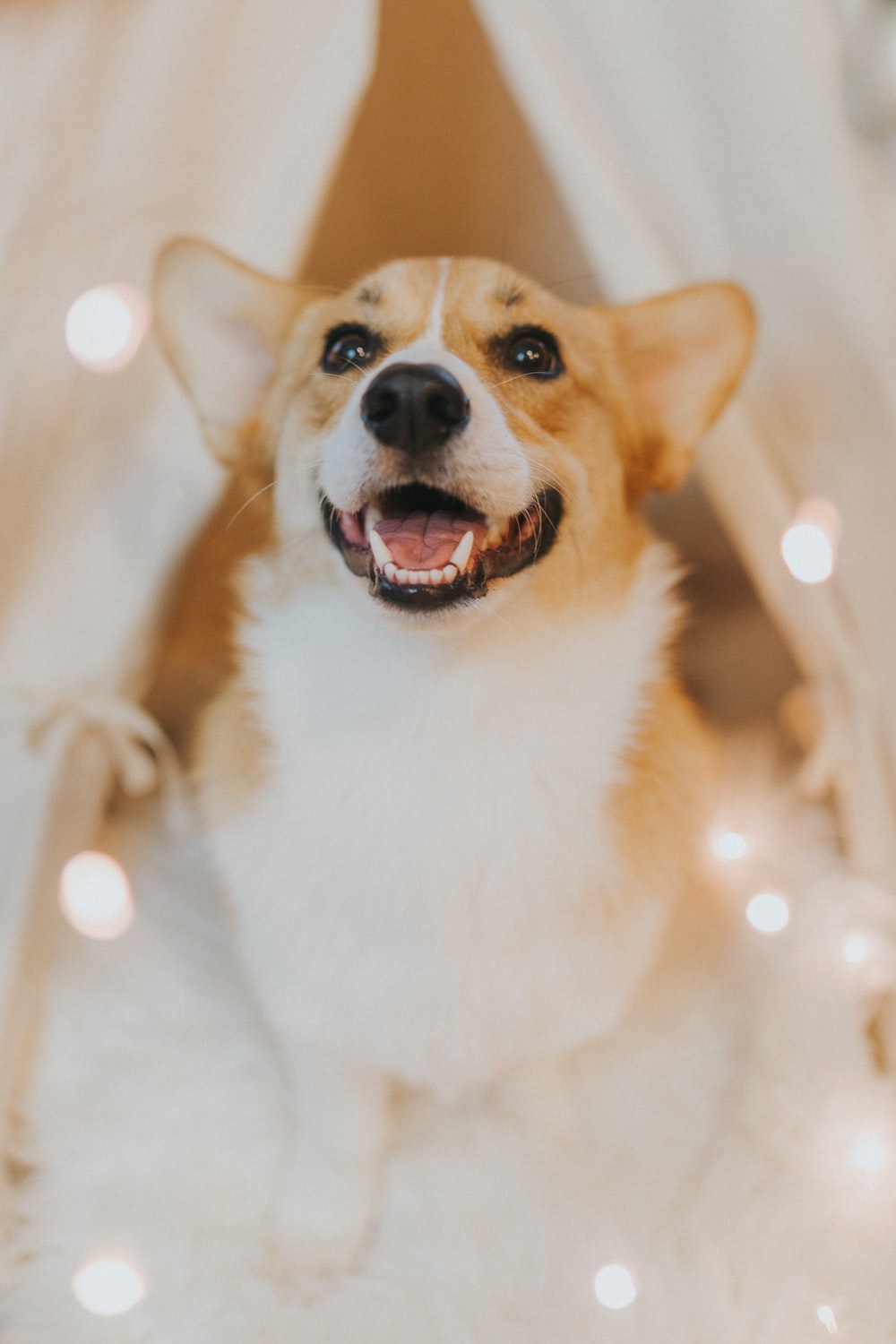 Corgi Wallpapers